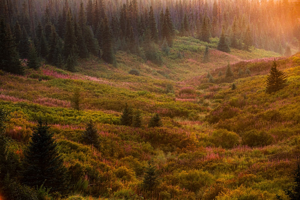 Valley of colorful autumn fireweed near Homer, Alaska