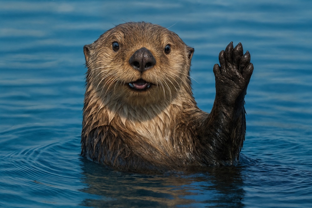 A sea otter waving one paw in the air