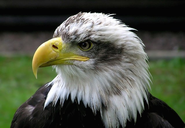 Hawk Mountain Sanctuary Aims to Conserve Birds of Prey