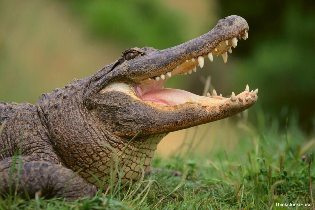 Lehigh Valley Zoo gator