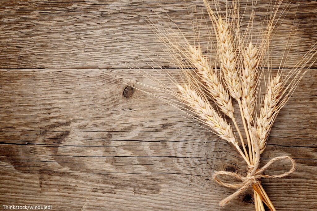 Bunch of wheat ears at the Grain Restaurant