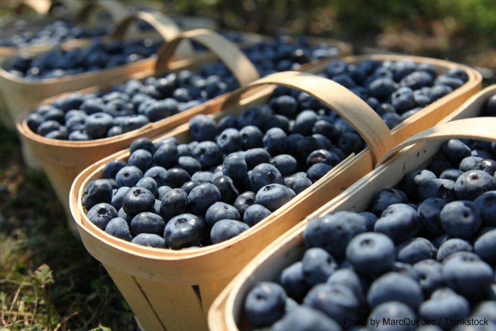 Blueberry Festival at Burnside Plantation