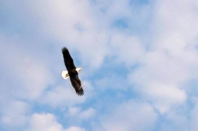 Hawk Mtn Bald Eagles