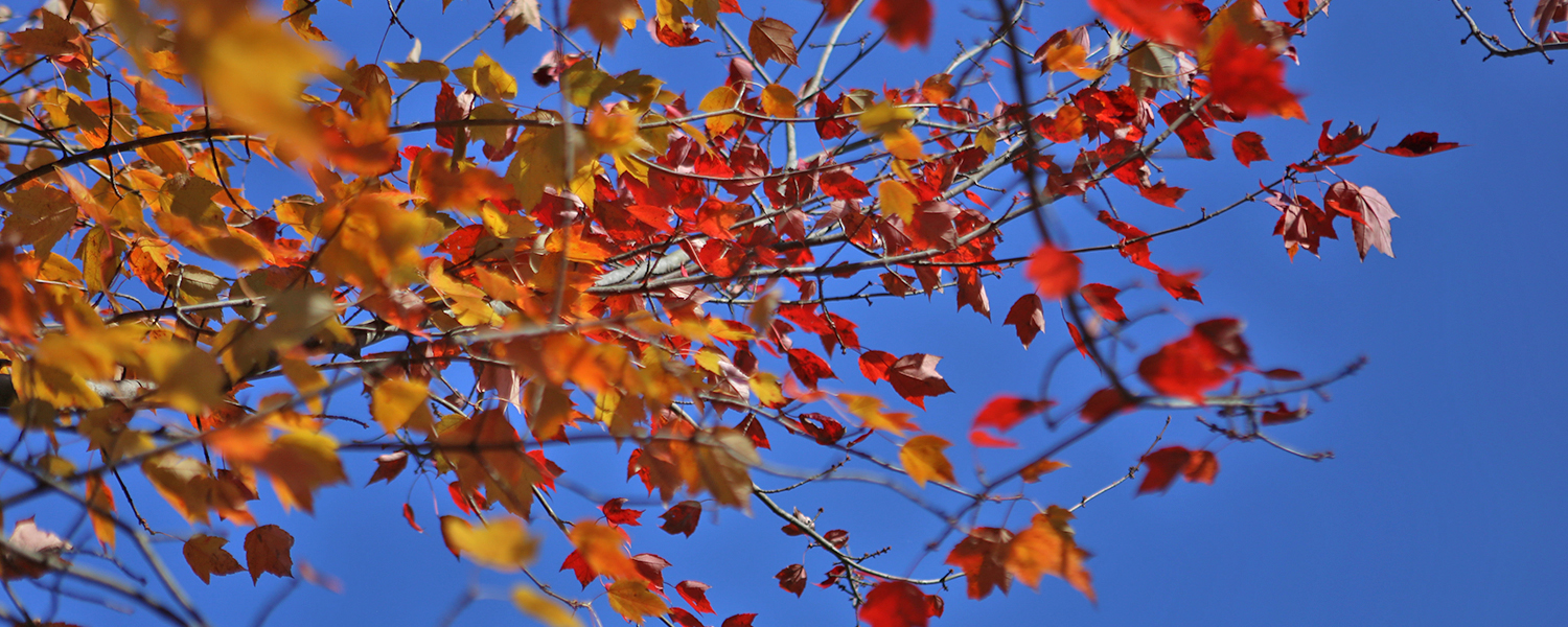 Fall at Sayre Mansion