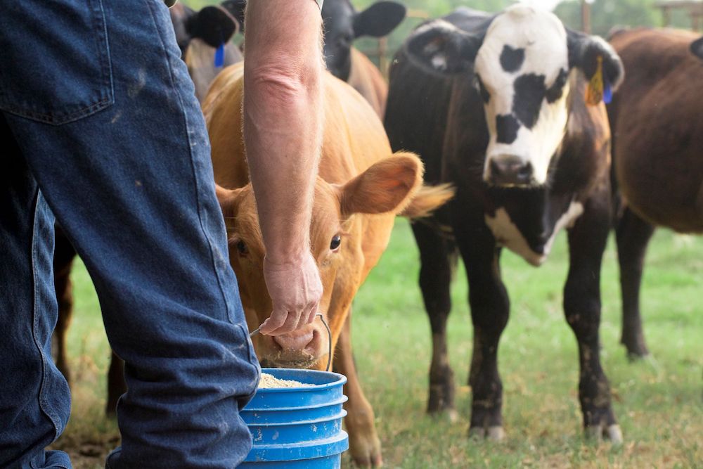 cow in a dairy field family-friendly activity in bethlehem