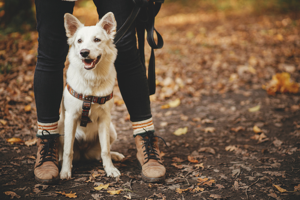 dog on a hike outdoor activities in bethlehem