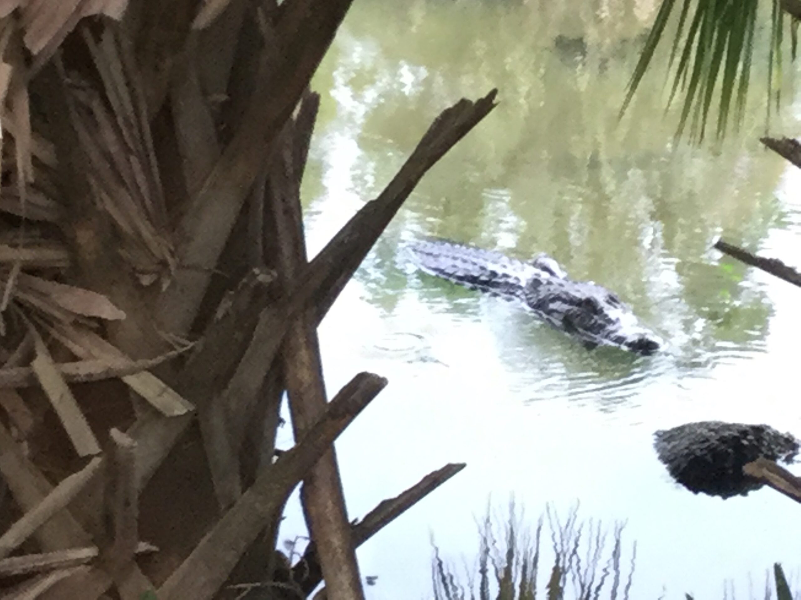 Alligator Attack in New Orleans City Park!