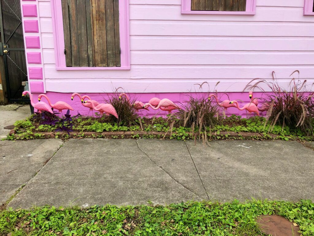 Flamingos in New Orleans