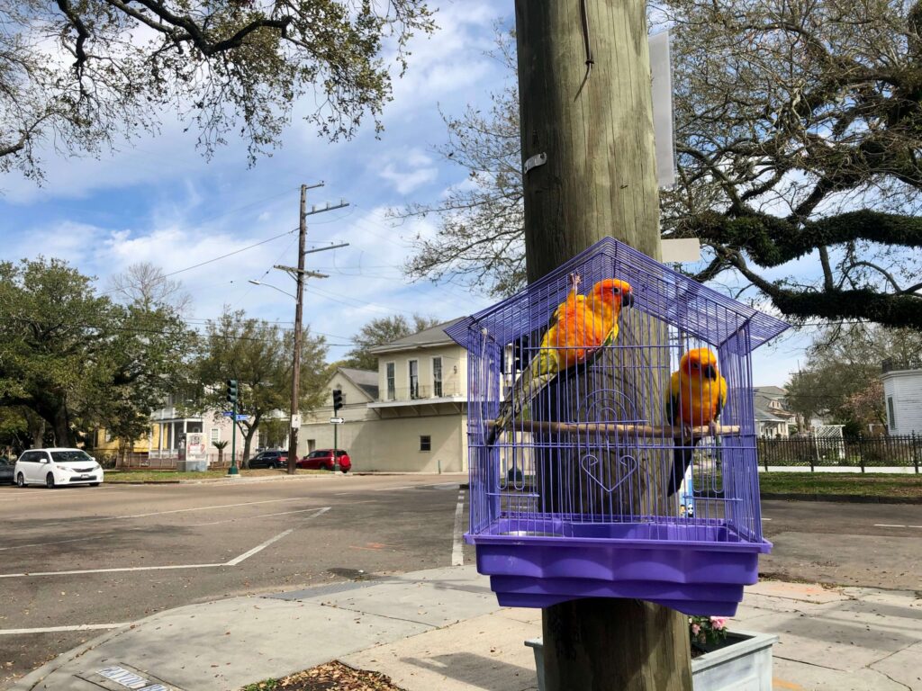Parrots on Esplanade Avenue, New Orleans, LA.