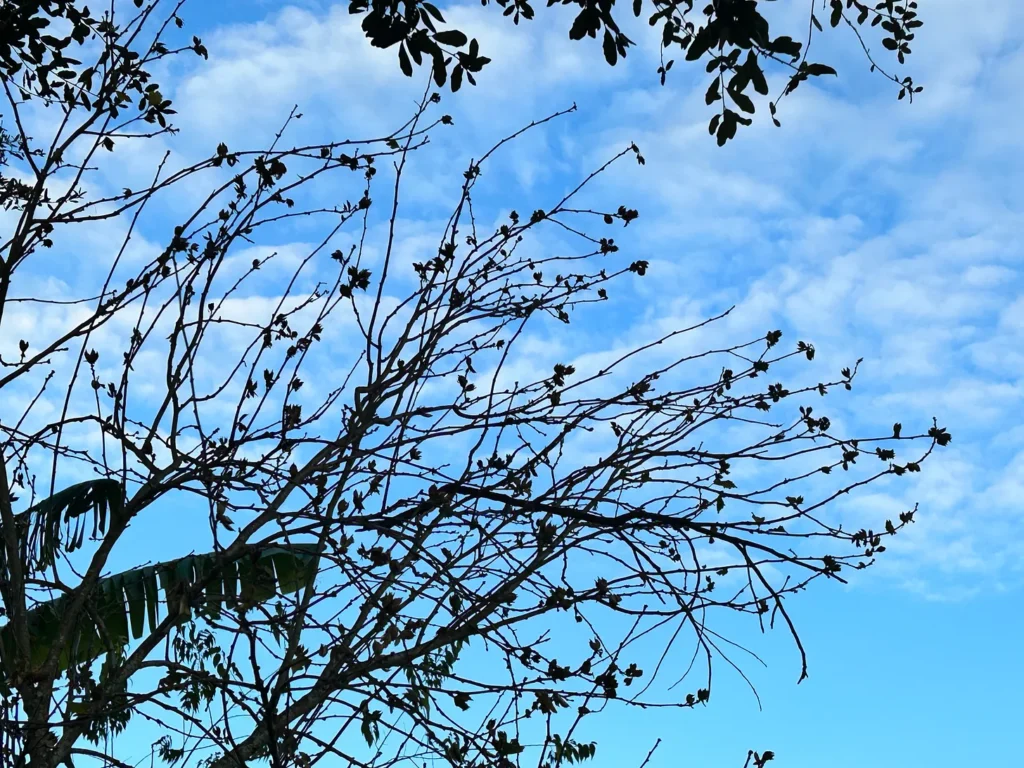 tree over blue sky