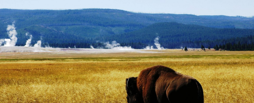 landscape photo with buffalo in foreground