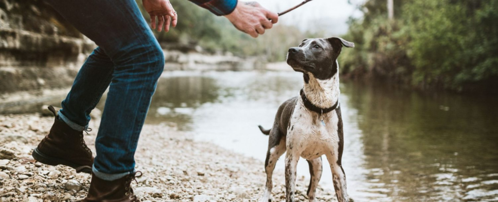 man showing stick to his dog by the water