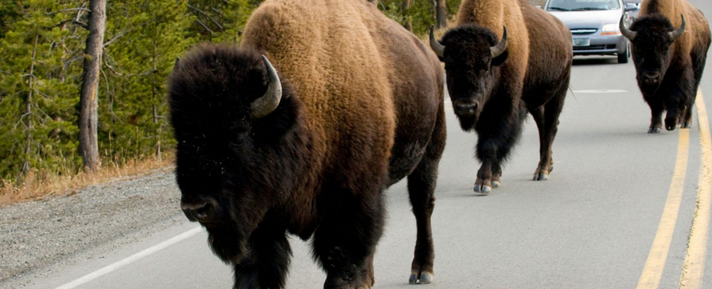 buffalo walking in a road