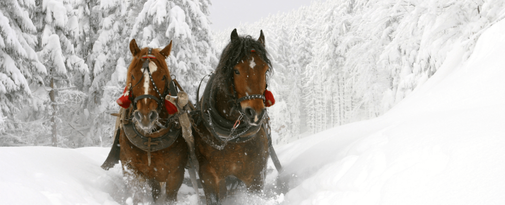 horses pulling a sleigh through snow