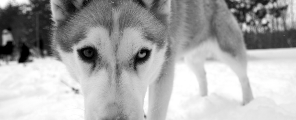 close up of a dog's face