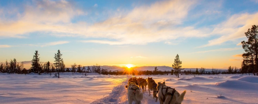 sled dogs in snow at sunset