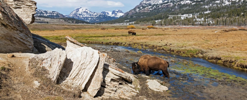 buffalo grazing in a field