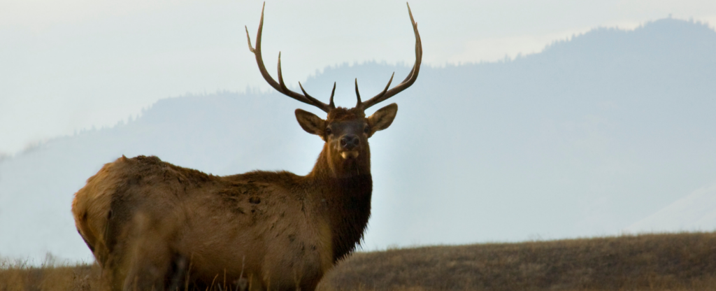 close up of elk