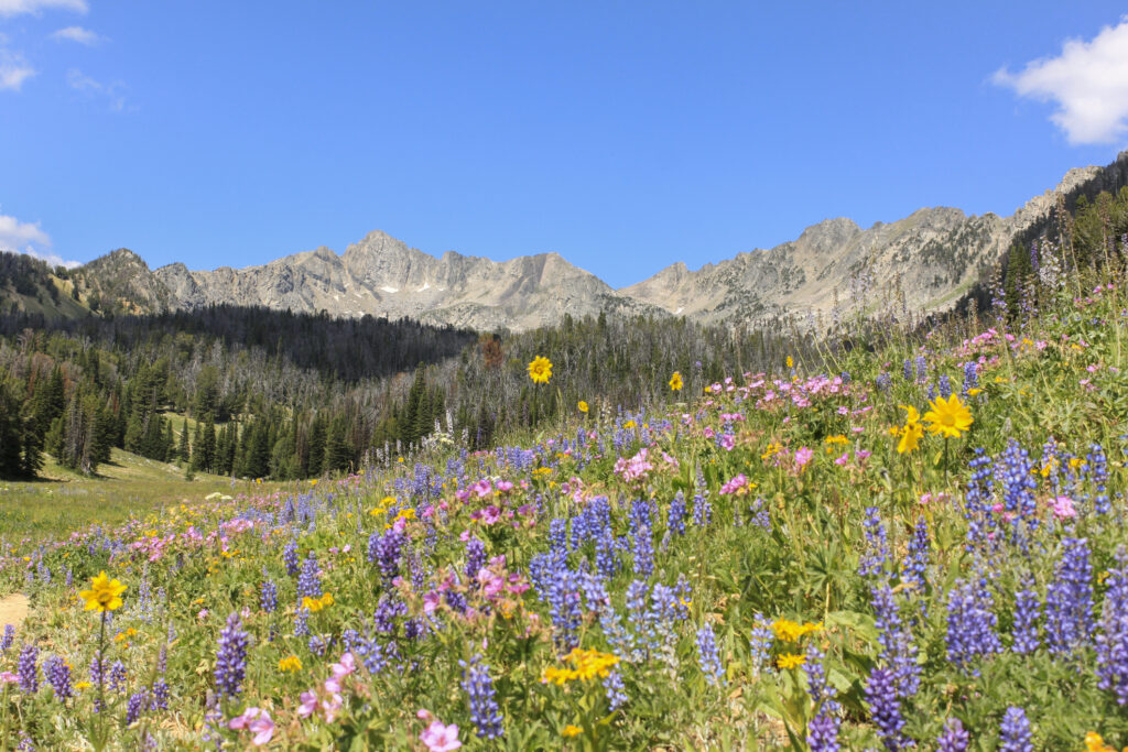 Beehive Basin in bloom, mid-summer in Montana.