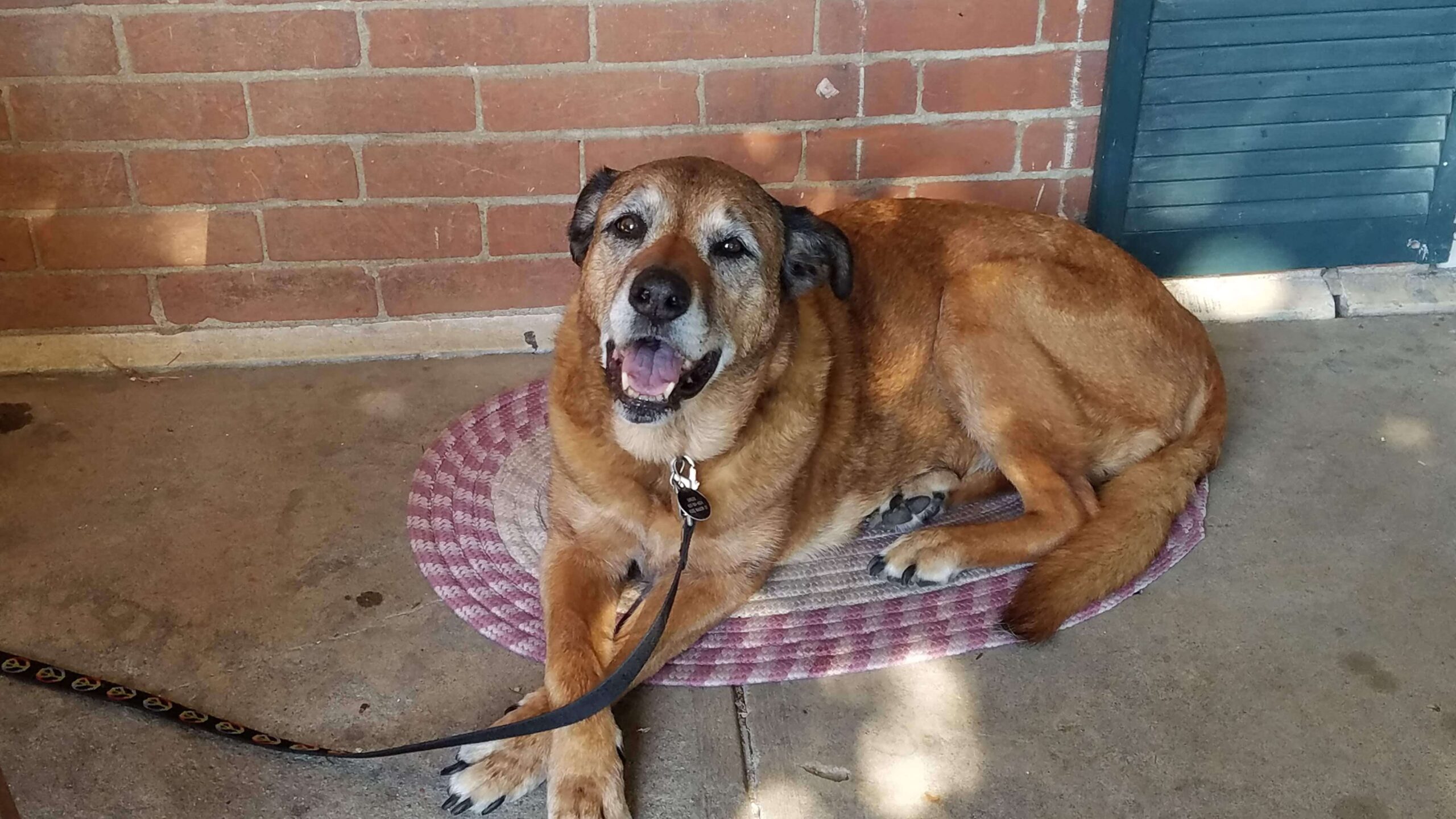 Ginger on the Porch