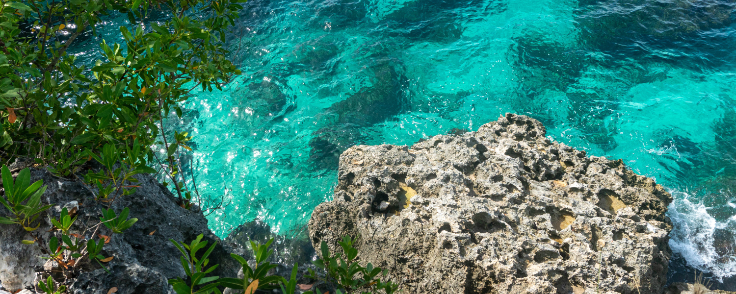 A Guide to Wildlife in Negril, Jamaica