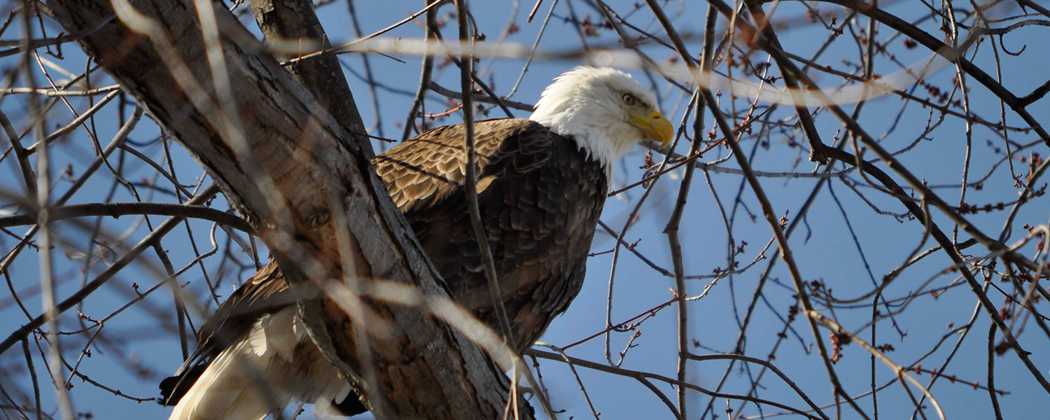 Eagle Watch Along the Upper Delaware River