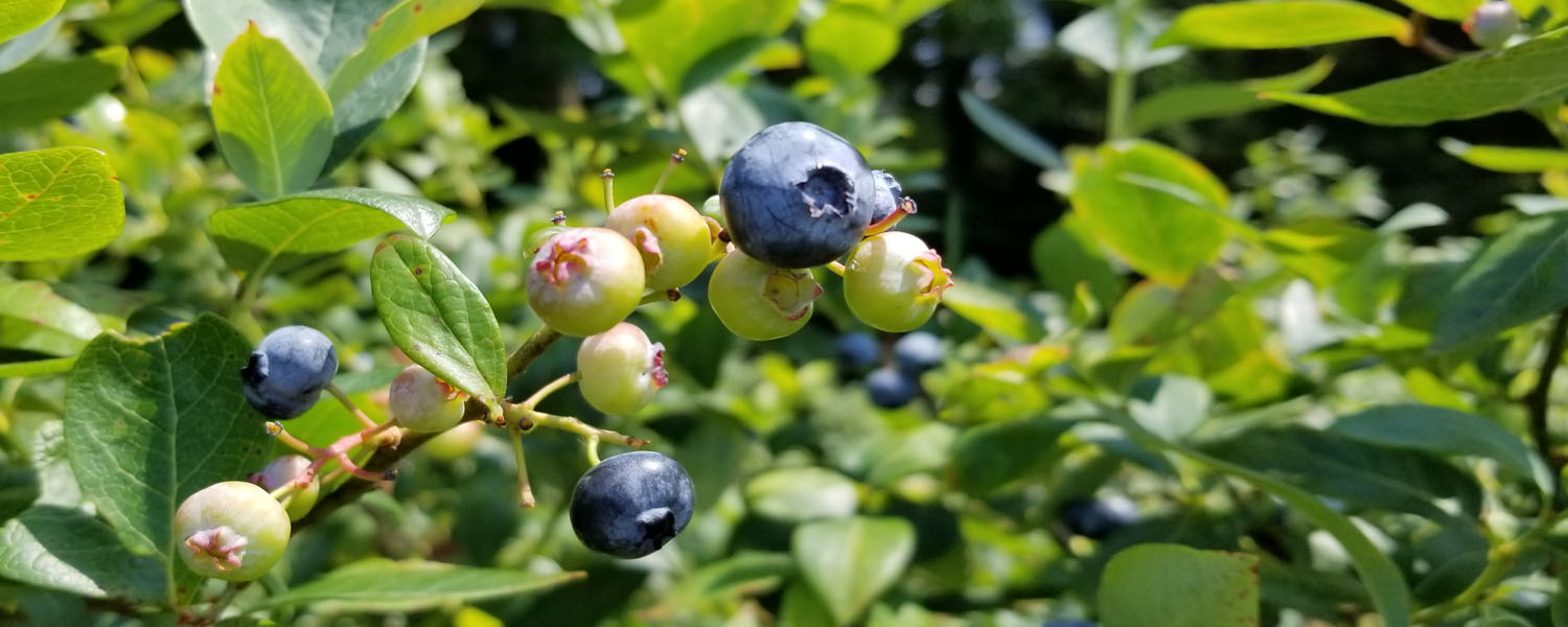 blueberries growing