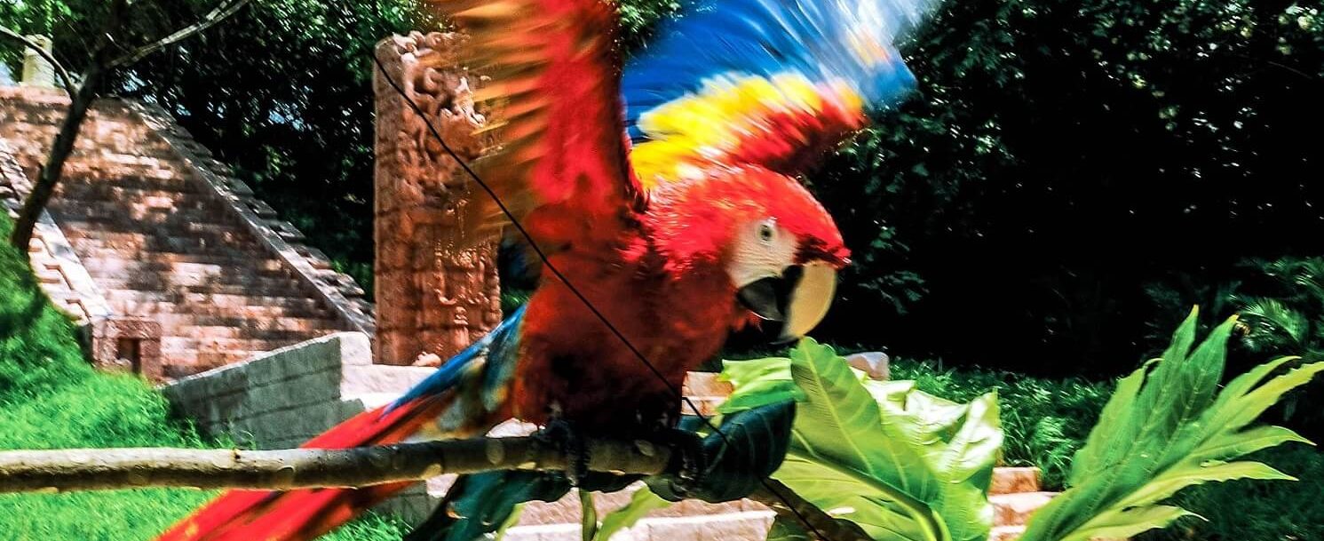 Add a Visit to the Maya Key Animal Rescue to Your Stay