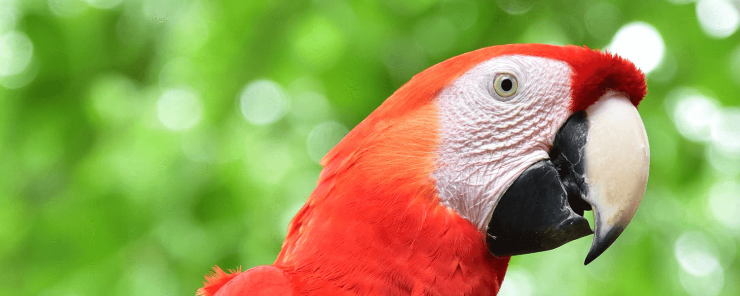 Tips for Seeing Honduras Wildlife Up Close