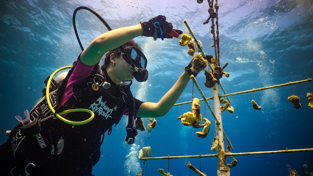Sustainability at Anthony's Key Resort diver at the coral reef restoration site.