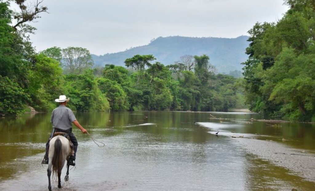 A man Horseback Riding through a Honduras River