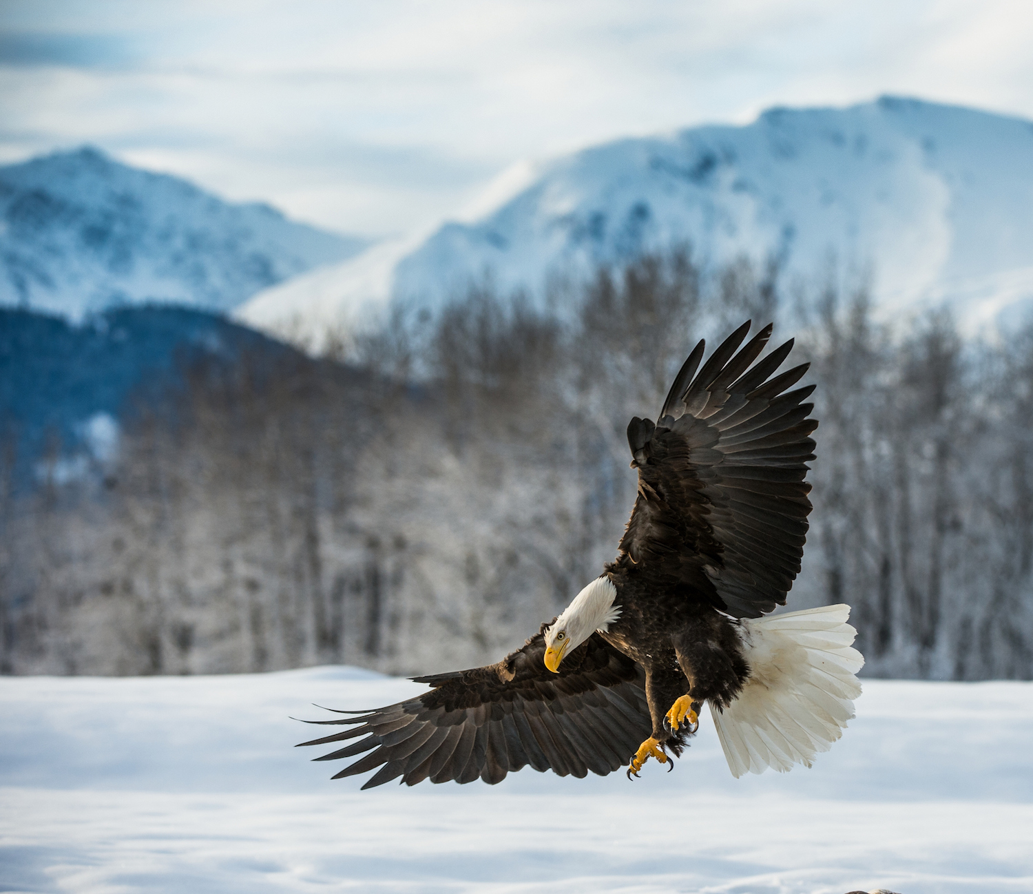 a bald eagle hunts in winter