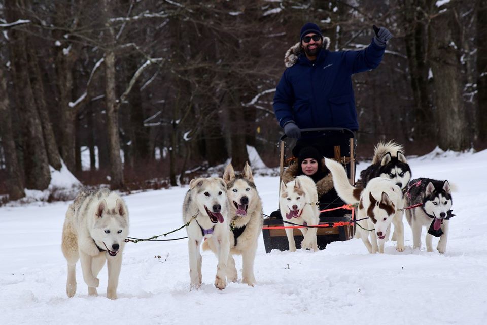 huskies pull a man on a sled