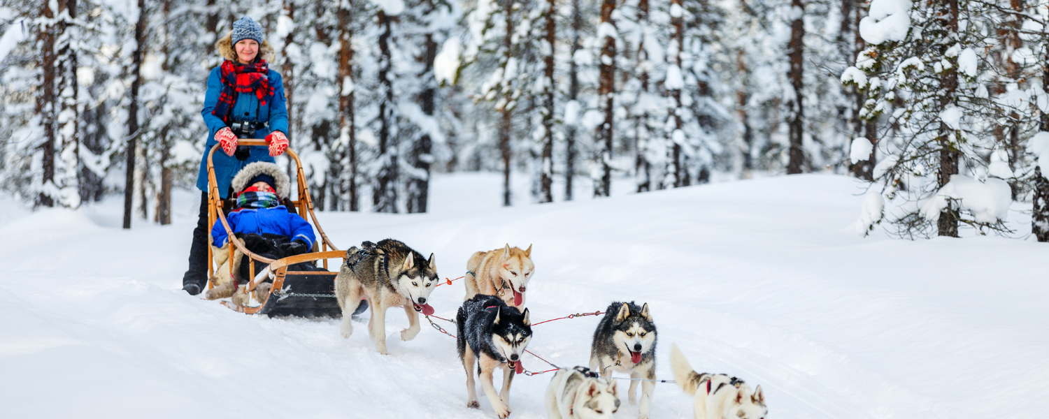 Discover Winter Magic: Experience Dog Sled Tours in the Poconos