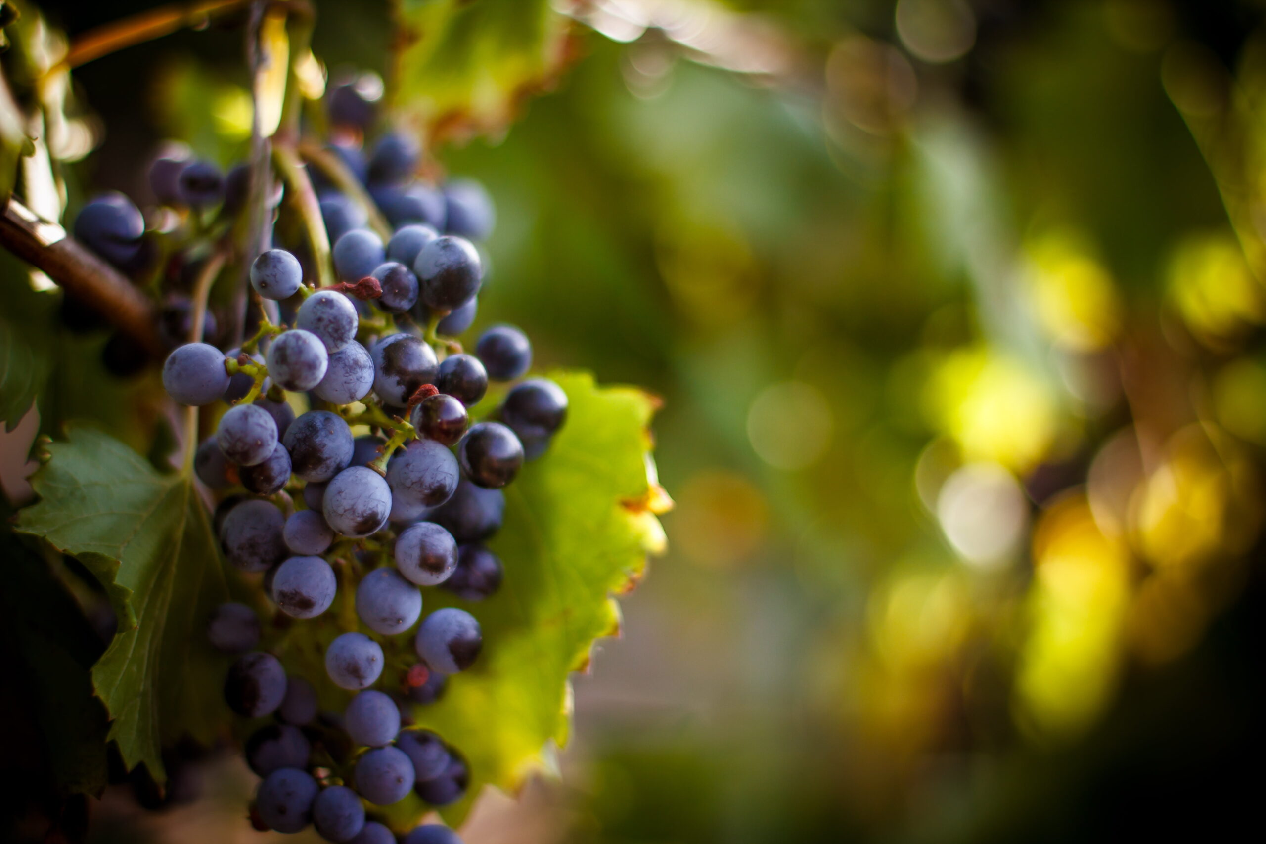 When is the Best Time to Plan a Trip to These Pocono Wineries?