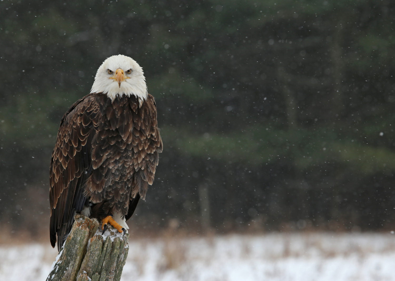 5 Ways to Eagle Watch in the Poconos