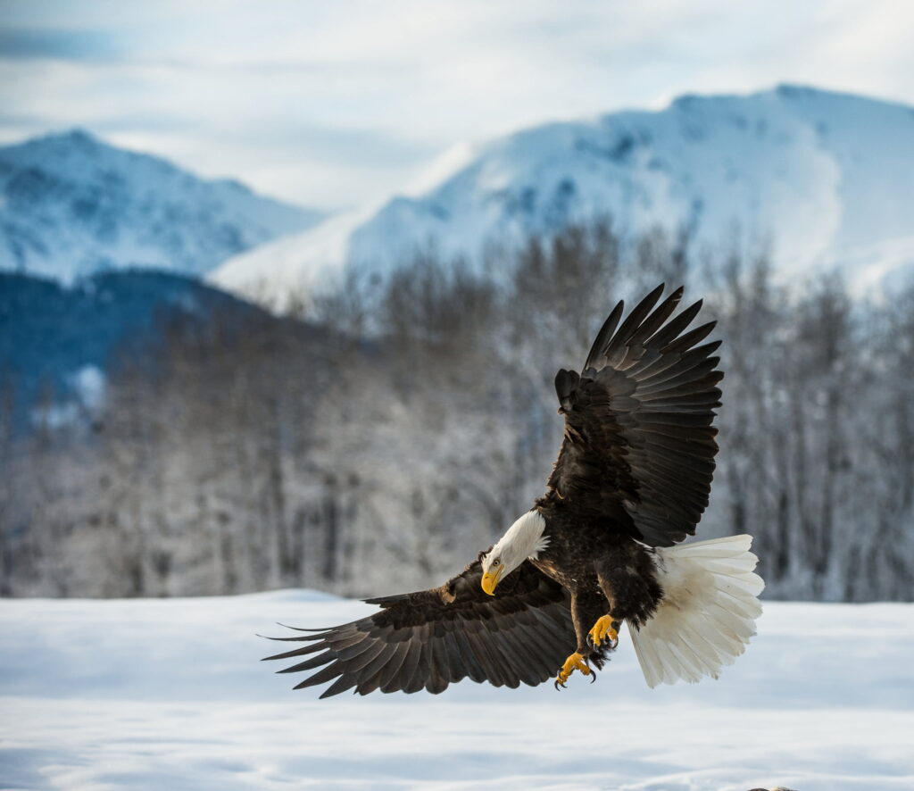 Bald Eagle ( Haliaeetus leucocephalus ) landed on snow . Chilkat RiverAlaska USA.