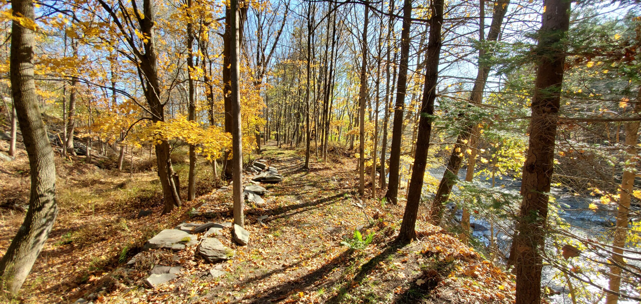 forest trail in fall
