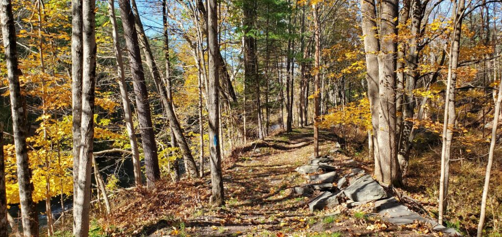 autumn forest trail