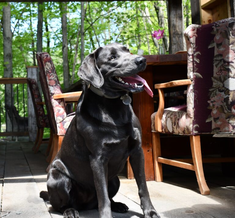 PetFriendly Hotel Rooms in Hawley, PA Pet Concierge at The Settlers Inn