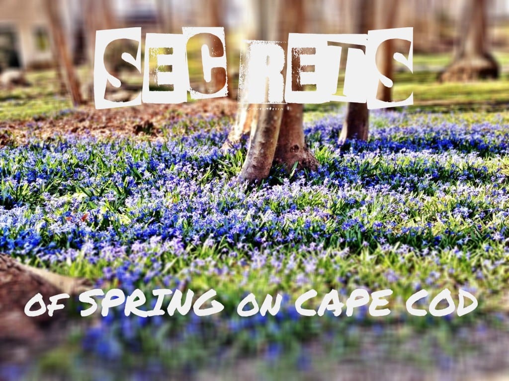 Secrets of a Great Visit to Cape Cod in Spring