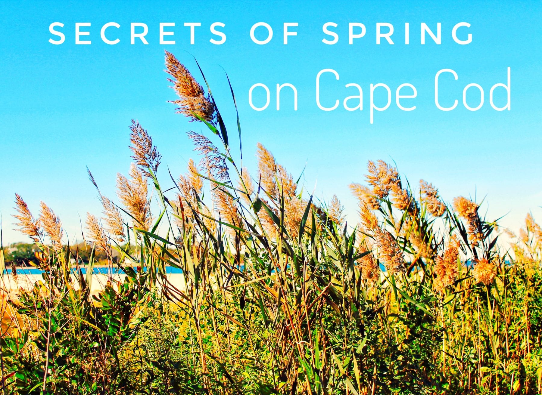 Insider Tips: Experience the Best of Cape Cod in Springtime