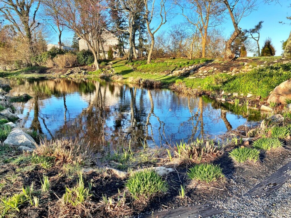 pond scene