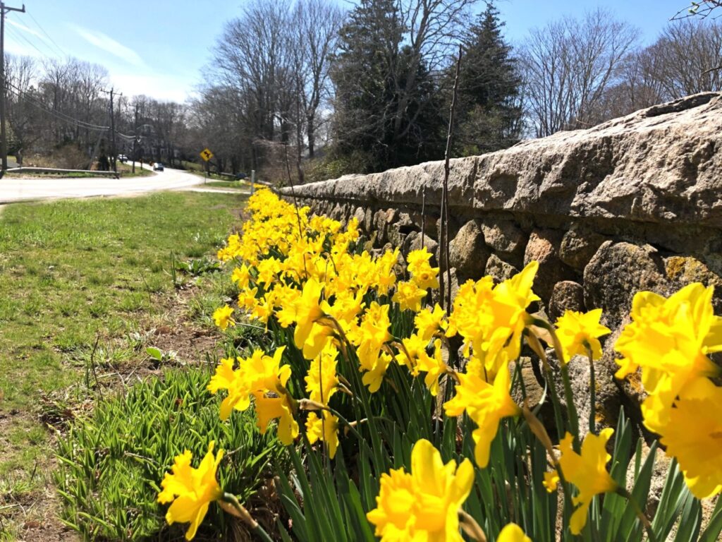 Highway Daffodils