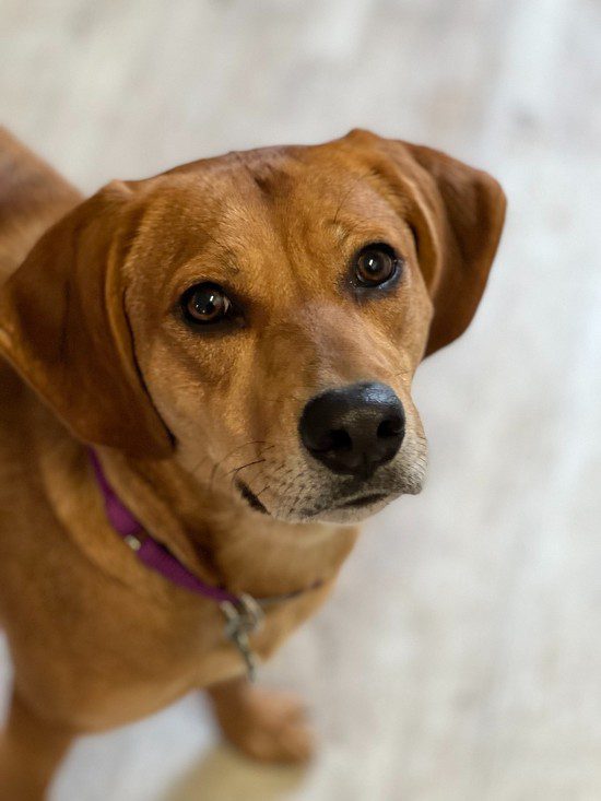 Meet Harmony- Harmony is a sweet, snuggly and calm Young Hound about just under 2 years old.