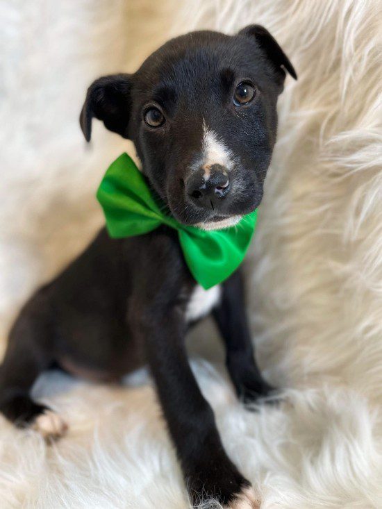 Meet Sonic- Sonic is a 4 month old Labrador Retriever / Border Collie who loves toys; chasing toys, tug of war, chewing toys.