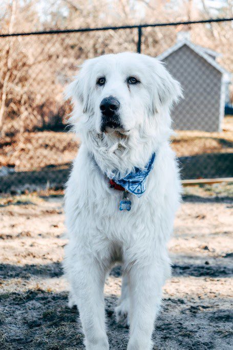 Meet Springstein- Springstein is a low energy Young Great Pyrenees boy whose favorite hobby is lounging