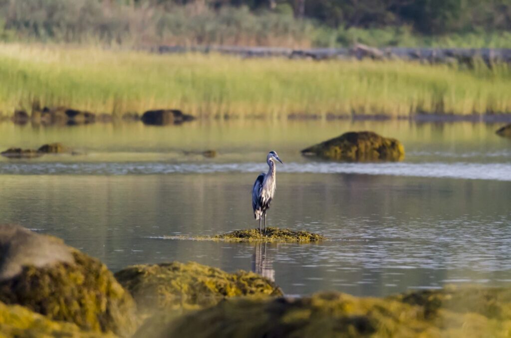 Great Blue Heron poised on seaweed-covered rock at low tide