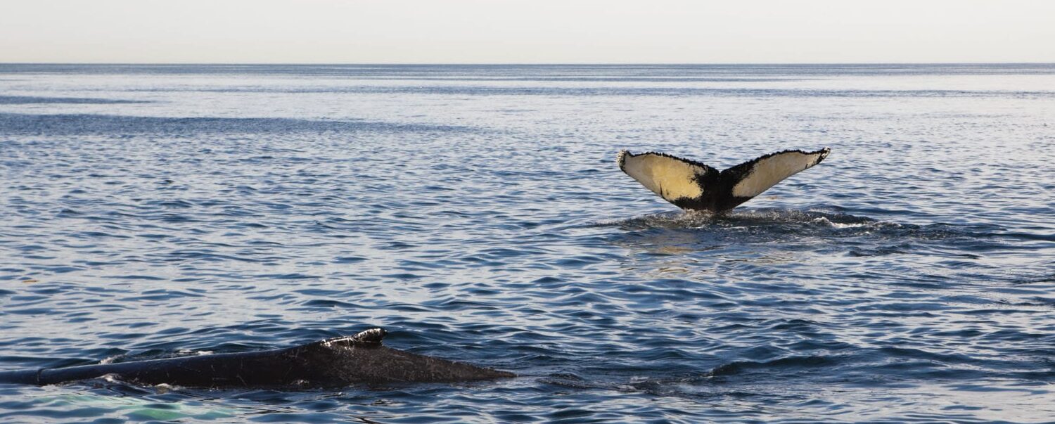 Whale Watching