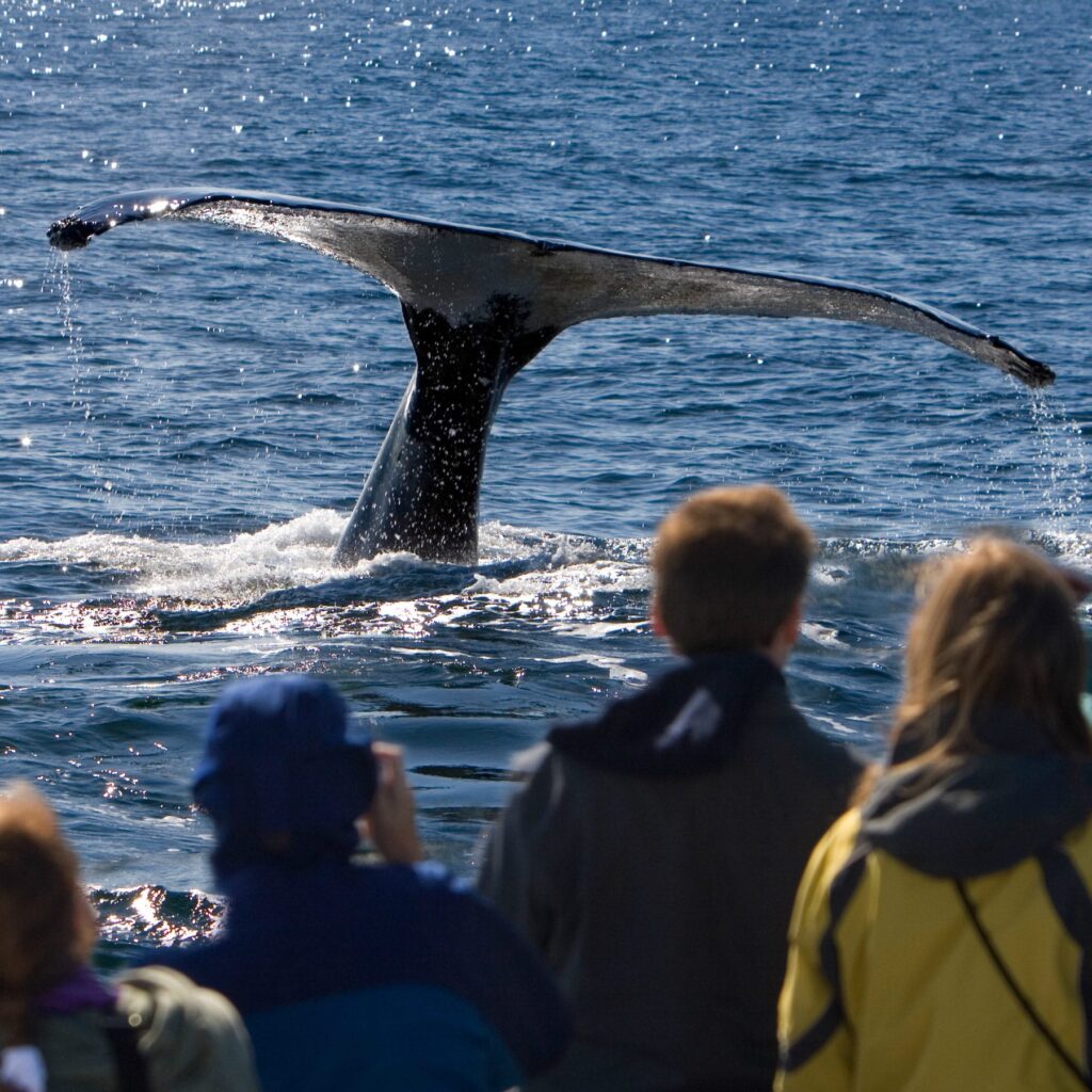 whale watch square
